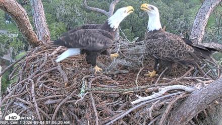 NE Florida Eagles Live Webcam - Sep 4, 2026, 7:07am EDT