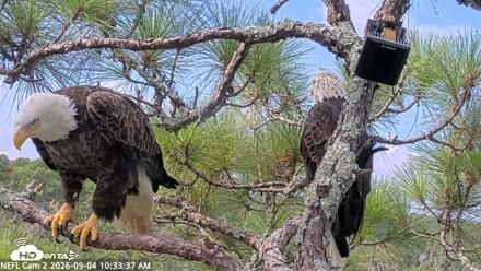 NE Florida Eagles Live Webcam - Sep 4, 2026, 10:34am EDT