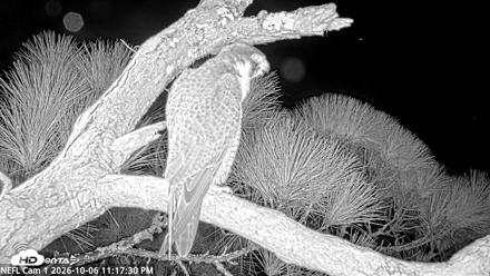 NE Florida Eagles Live Webcam - Oct 6, 2026, 11:18pm EDT