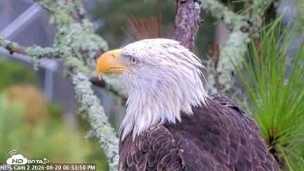 NE Florida Eagles Live Webcam - Aug 20, 2026, 6:54pm EDT