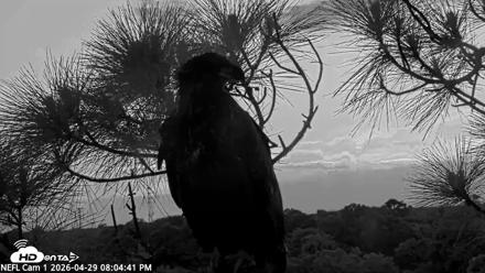 NE Florida Eagles Live Webcam - Apr 29, 2026, 8:05pm EDT