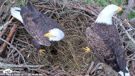 NE Florida Eagles Live Webcam - Oct 11, 2026, 9:35am EDT