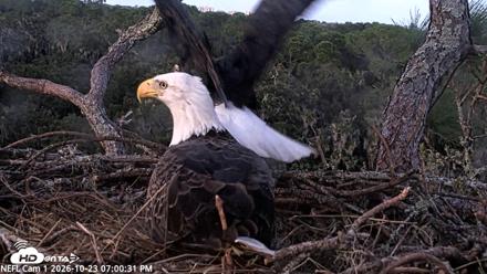 NE Florida Eagles Live Webcam - Oct 23, 2026, 7:01pm EDT