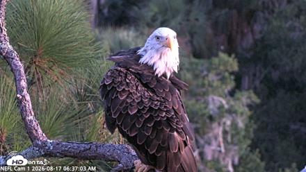 NE Florida Eagles Live Webcam - Aug 17, 2026, 6:37am EDT