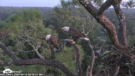 NE Florida Eagles Live Webcam - Sep 13, 2026, 6:55am EDT