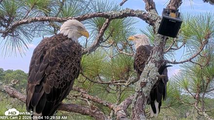 NE Florida Eagles Live Webcam - Sep 4, 2026, 10:30am EDT