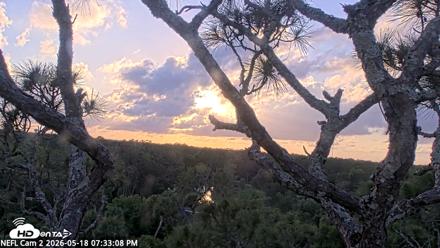 NE Florida Eagles Live Webcam - May 18, 2026, 7:34pm EDT