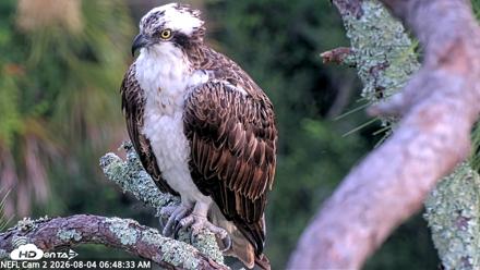 NE Florida Eagles Live Webcam - Aug 4, 2026, 6:51am EDT