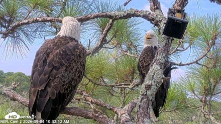NE Florida Eagles Live Webcam - Sep 4, 2026, 10:33am EDT