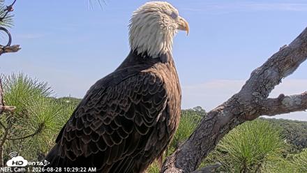 NE Florida Eagles Live Webcam - Aug 28, 2026, 10:30am EDT