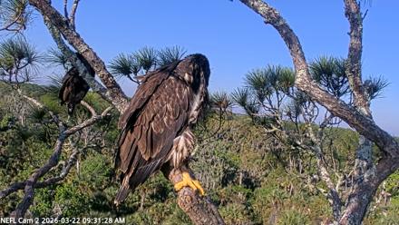 NE Florida Eagles Live Webcam - Mar 22, 2026, 9:32am EDT