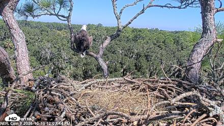NE Florida Eagles Live Webcam - Oct 13, 2026, 12:08pm EDT