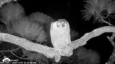 NE Florida Eagles Live Webcam - Oct 7, 2026, 2:30am EDT