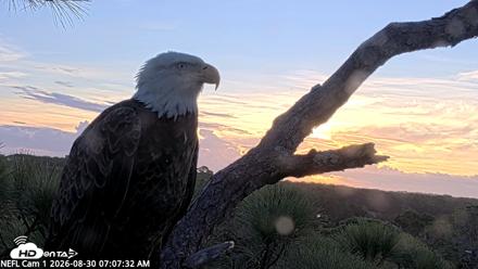 NE Florida Eagles Live Webcam - Aug 30, 2026, 7:10am EDT