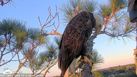 NE Florida Eagles Live Webcam - Oct 12, 2026, 6:45pm EDT