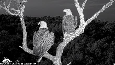 NE Florida Eagles Live Webcam - Sep 28, 2026, 7:30pm EDT