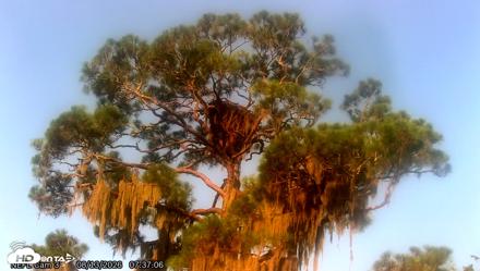 NE Florida Eagles Live Webcam - Aug 13, 2026, 7:40am EDT