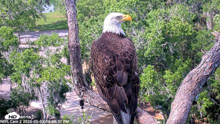 NE Florida Eagles Live Webcam - May 3, 2026, 4:01pm EDT