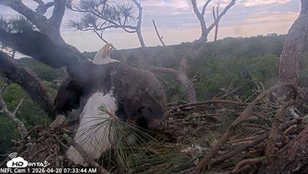 NE Florida Eagles Live Webcam - Apr 20, 2026, 7:34am EDT