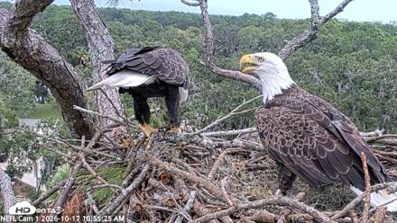 NE Florida Eagles Live Webcam - Oct 17, 2026, 10:56am EDT