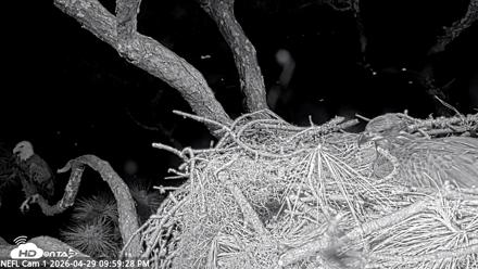 NE Florida Eagles Live Webcam - Apr 29, 2026, 10:00pm EDT