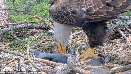 NE Florida Eagles Live Webcam - Apr 30, 2026, 11:34am EDT