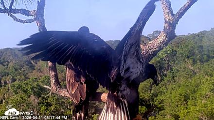 NE Florida Eagles Live Webcam - Apr 11, 2026, 5:18pm EDT