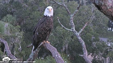 NE Florida Eagles Live Webcam - Sep 21, 2026, 6:58am EDT