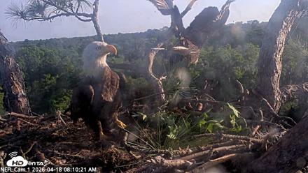 NE Florida Eagles Live Webcam - Apr 18, 2026, 8:11am EDT