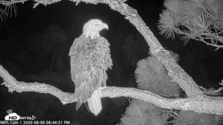 NE Florida Eagles Live Webcam - Aug 6, 2026, 8:45pm EDT