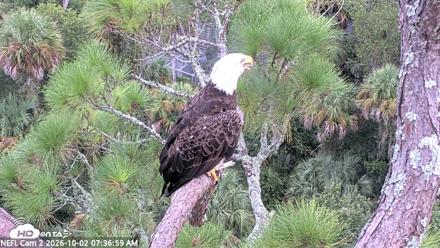 NE Florida Eagles Live Webcam - Oct 2, 2026, 7:37am EDT