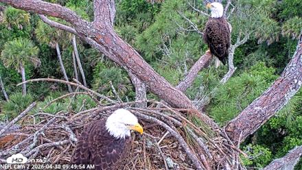 NE Florida Eagles Live Webcam - Apr 30, 2026, 9:50am EDT