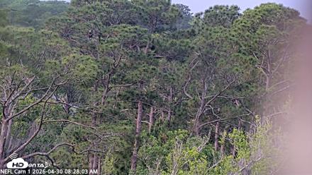 NE Florida Eagles Live Webcam - Apr 30, 2026, 8:29am EDT