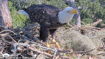 NE Florida Eagles Live Webcam - Sep 17, 2026, 10:34am EDT