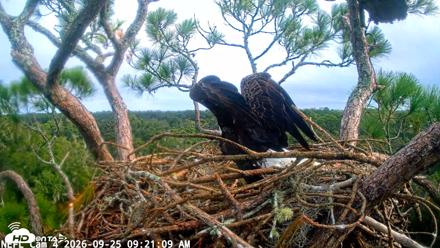 NE Florida Eagles Live Webcam - Sep 25, 2026, 9:22am EDT