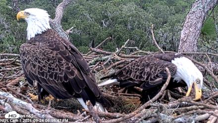 NE Florida Eagles Live Webcam - Sep 24, 2026, 6:57pm EDT