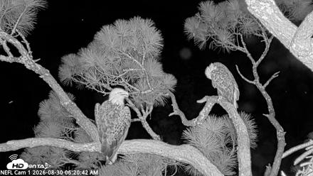 NE Florida Eagles Live Webcam - Aug 30, 2026, 6:21am EDT