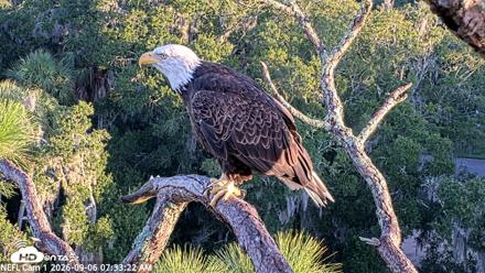 NE Florida Eagles Live Webcam - Sep 6, 2026, 7:34am EDT