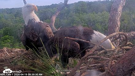 NE Florida Eagles Live Webcam - Apr 19, 2026, 8:40am EDT