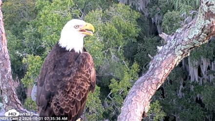 NE Florida Eagles Live Webcam - Oct 1, 2026, 7:36am EDT