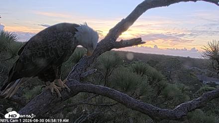 NE Florida Eagles Live Webcam - Aug 30, 2026, 6:59am EDT