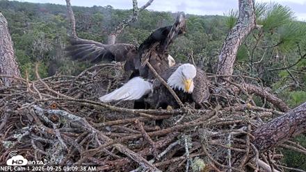NE Florida Eagles Live Webcam - Sep 25, 2026, 9:10am EDT