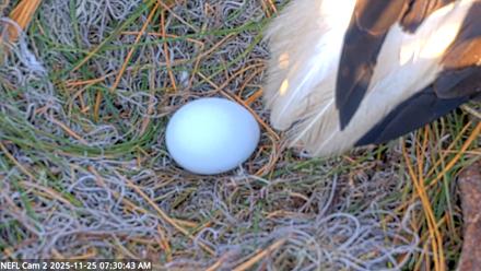 NE Florida Eagles Live Webcam - Nov 25, 2025, 7:31am EST