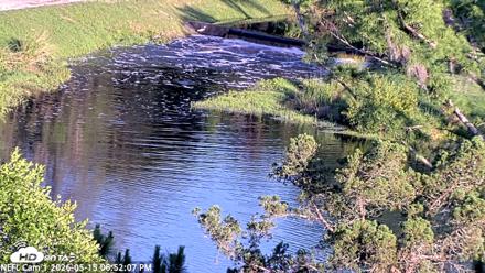 NE Florida Eagles Live Webcam - May 15, 2026, 6:52pm EDT