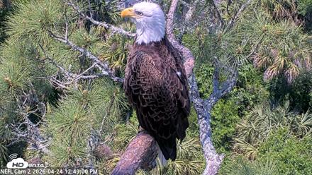 NE Florida Eagles Live Webcam - Apr 24, 2026, 12:50pm EDT