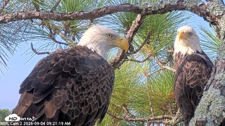 NE Florida Eagles Live Webcam - Sep 4, 2026, 9:22am EDT