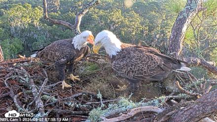 NE Florida Eagles Live Webcam - Sep 7, 2026, 7:39am EDT