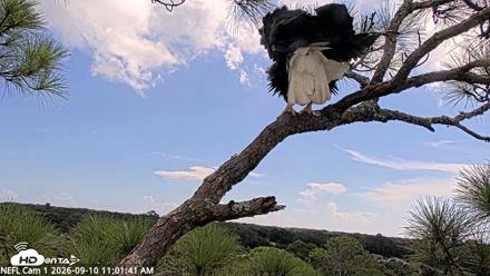 NE Florida Eagles Live Webcam - Sep 10, 2026, 11:02am EDT
