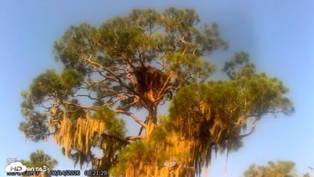 NE Florida Eagles Live Webcam - Aug 14, 2026, 8:22am EDT