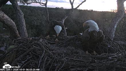 NE Florida Eagles Live Webcam - Oct 1, 2026, 6:54am EDT